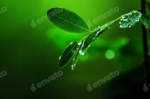 Preview: rain, raindrop, rainforest, raining