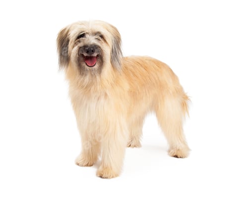 Preview: Smiling Pyrenean Shepherd Dog Standing