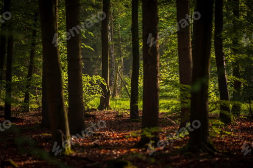Preview: darkness, forest, horror, spooky