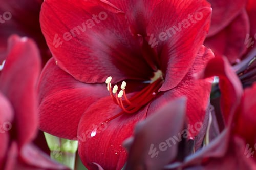 Preview: bright burgundy amaryllis flower close-up, natural background
