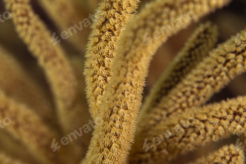 Preview: Macro image of coral, British Virgin Islands