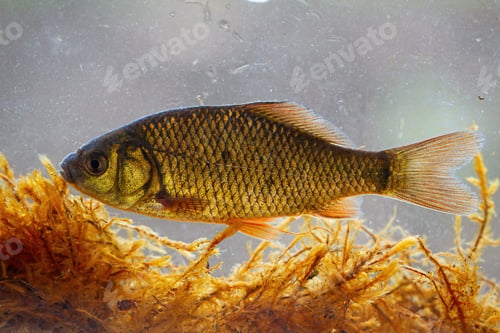 Preview: crucian carp swimming underwater among water vegetation from side view