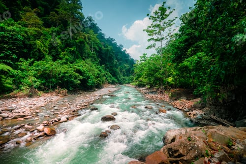 Preview: Wild, vivid vegetation of tropical forest. North Sumatra, Indonesia