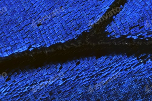 Preview: Microscopic shot of the wings of a Blue Morpho Butterfly
