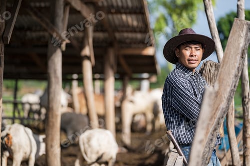 Preview: Cowman in cowshed and his cows