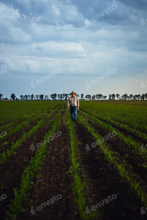 Visualização: Agricultor sênior caminhando no campo de milho examinando a safra em suas mãos ao pôr do sol.