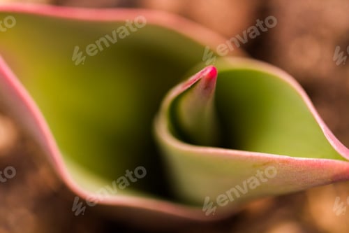Preview: Tulips