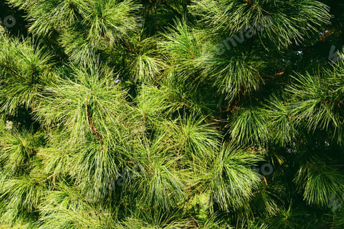 Preview: Green background