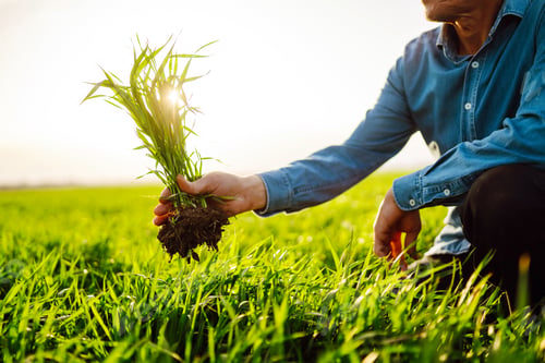 Preview: Young Green wheat seedlings in the hands of a farmer. Checking wheat field progress.