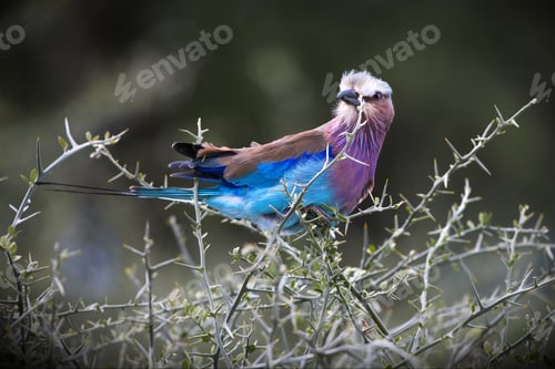 Preview: Closeup shot of a lilac-breasted roller bird on a tree in Tanzania
