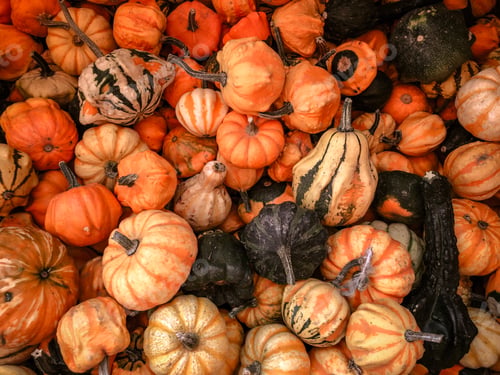 Preview: Pumpkins