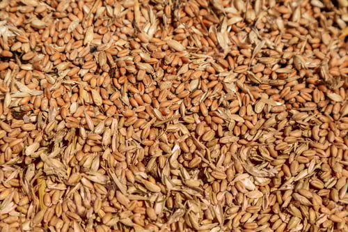 Preview: Uncleaned unsorted grain with debris after being harvested by a combine.