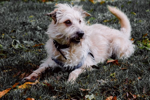 Preview: Closeup shot of glen of imaal terrier with harness resting on green grass