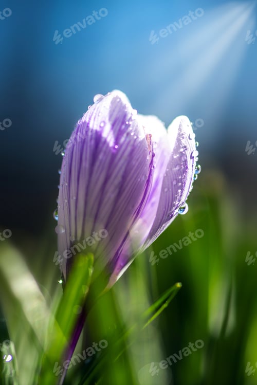 Preview: Beautiful spring crocus in the spring rain. Saffron in the garden on the lawn