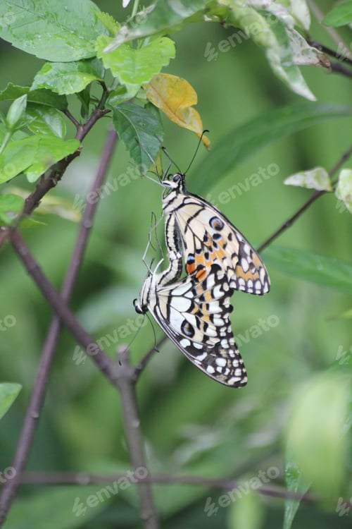 Preview: The lime butterfly ; Papilio demoleus malayanus Wallace