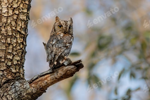 Preview: African Scops Owl, Otus senegalensis, perches on a tree