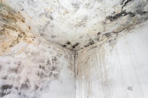 Preview: Fungal mold on an interior wall