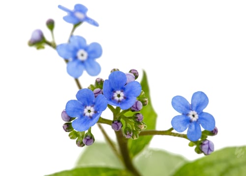 Preview: Blue flower of brunnera, forget-me-not, myosotis, isolated on a white background
