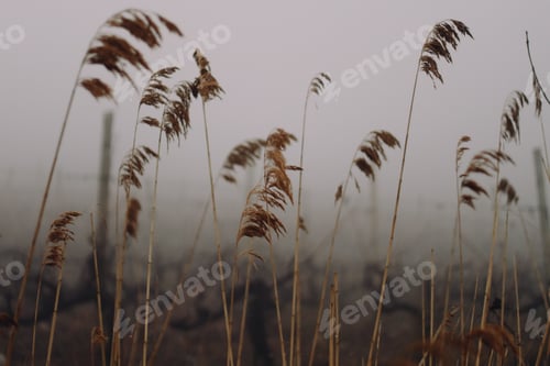 Preview: reeds, vineyards, fog, foggy landscape
