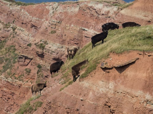 Preview: Herd of sheep grazing on a hillside on a sunny day