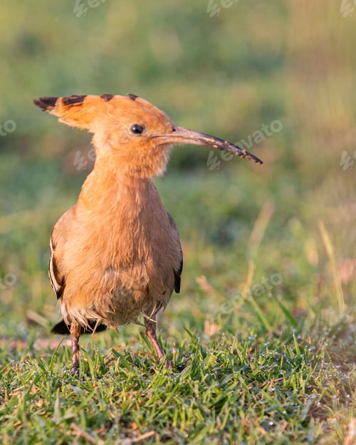 Preview: Closeup of a Eurasian hoopoe perched on a grassy field