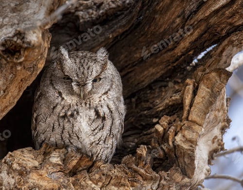 Preview: Eastern screech owl roosting