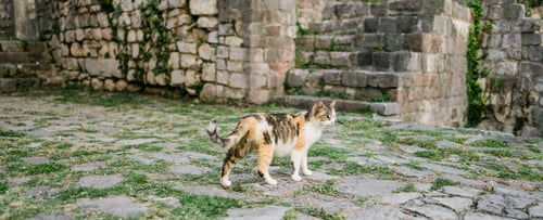 Preview: Banner homeless cat walking outdoor copy space. Calico cat or tricolor cat face in the detail shot