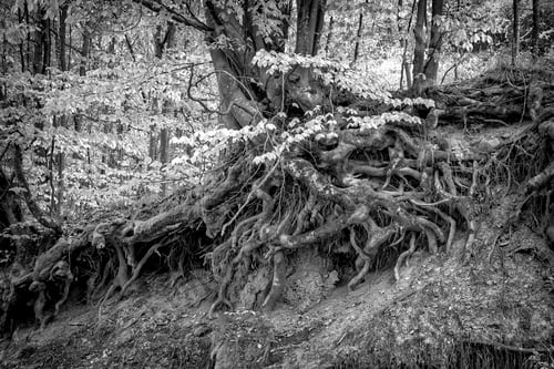 Preview: roots
