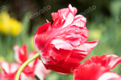Preview: Red tulips flowers in the garden