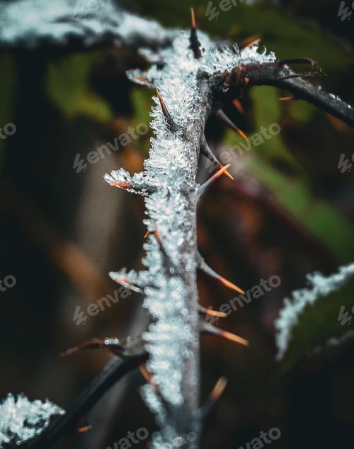 Preview: Close-up of snow-covered twigs on a tree