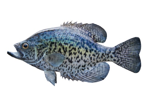 Preview: Black Crappie Isolated on White Background