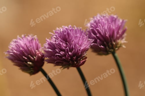 Preview: Three purple flowers in a row