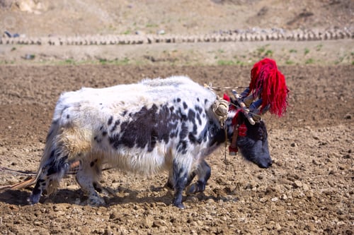 Preview: Tibetan yak