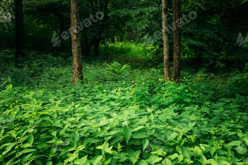 Preview: Summer Green Deciduous Forest Trees with Nettles