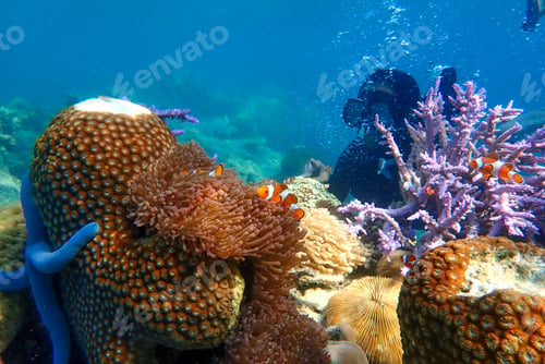 Preview: snorkeling underwater