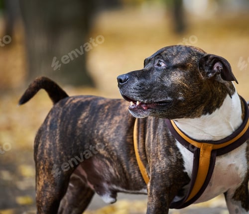 Preview: Adult brown American Pit Bull Terrier stands in an autumn park and looks to the side