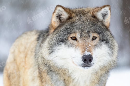 Preview: Close-up portrait of a beautiful wolf in the cold winter