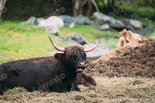 Preview: Black Highland Cattle Cow Graze On A Summer Livestock Pasture.