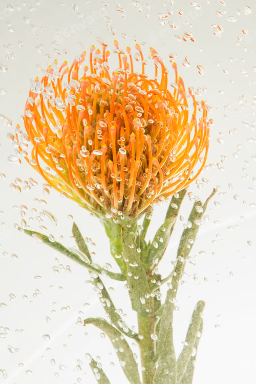 Preview: Orange pincushion protea with air bubbles