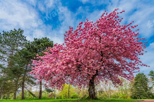 Preview: Japanese cherry sakura with pink flowers in spring time on green meadow.