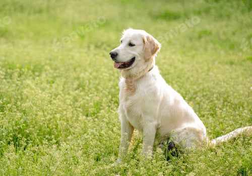 Preview: Happy golden retriever on blooming field