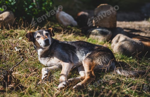 Preview: Dog resting in a grassy meadow on a sunny summer day
