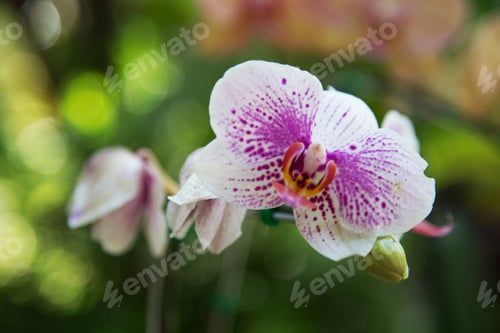 Preview: orchid flower
