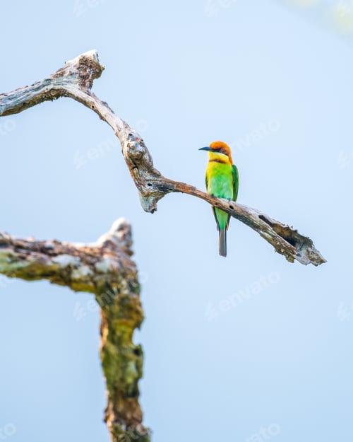 Preview: Chestnut-headed bee-eater perches on a twisted branch, vibrant plumage glowing