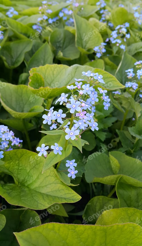 Preview: Small blue flowers of Forget-me-not in park
