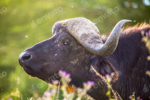 Preview: A buffalo looking at camera in Nakuru National Park, Kenya