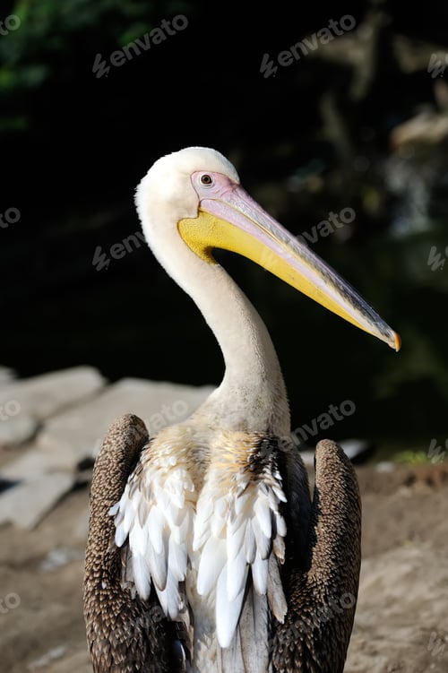Preview: Pelican on dark background