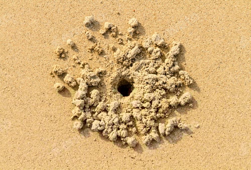 Preview: Crab's burrow in the sand leaving small piles formed by digging. Natural background of sandy beach.