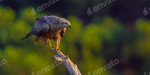 Preview: Black Kite, Milvus migrans, Agricultural Fields, Castilla y Leon, Spain, Europe