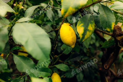 Preview: Man hand holding fresh lemon with dewdrops hanging on the branches